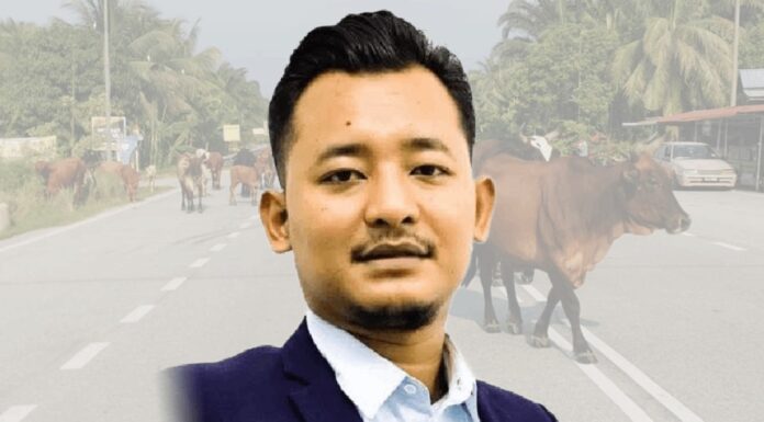 ‘Lembu pun orang marah, ini pula babi’