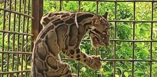 ‘Tanpa babi hutan, harimau masuk kampung’
