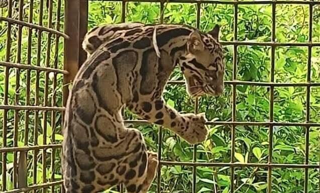 ‘Tanpa babi hutan, harimau masuk kampung’