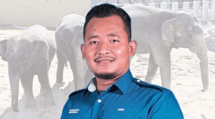 ’Bawa balik segera Dara Amoi atau pendekkan kontrak!’