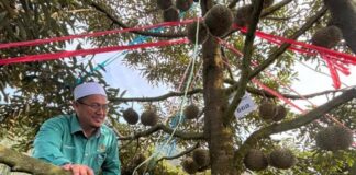 Peruntuk RM280,000 bangun perkasa industri durian