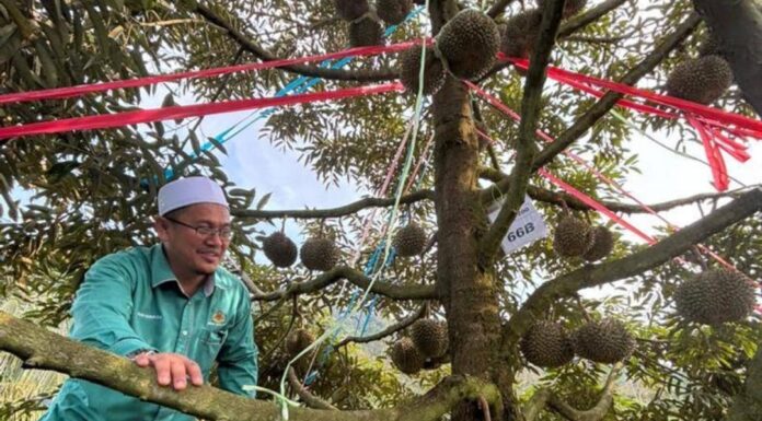 Peruntuk RM280,000 bangun perkasa industri durian